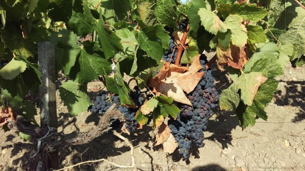 Au Coeur Des Vignobles Panzió Saint-Estèphe Kültér fotó